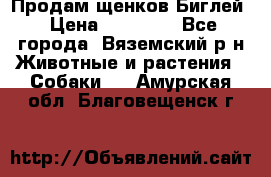 Продам щенков Биглей › Цена ­ 15 000 - Все города, Вяземский р-н Животные и растения » Собаки   . Амурская обл.,Благовещенск г.